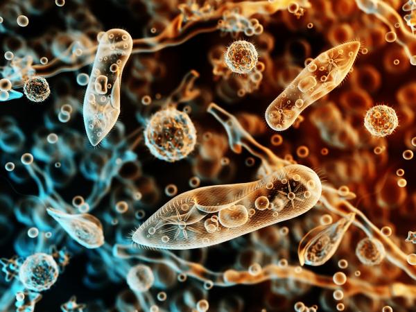Agents pathogènes : qu'est-ce qu'ils sont et types - Protozoaires