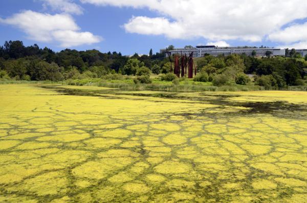 Eutrophisation: qu'est-ce que c'est et comment elle se produit - Conséquences de l'eutrophisation de l'eau