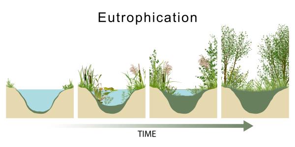 Eutrophisation : qu'est-ce que c'est et comment elle se produit - Comment se produit l'eutrophisation de l'eau