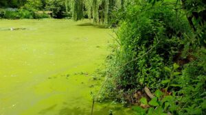 Eutrophisation: qu’est-ce que c’est et comment elle se produit