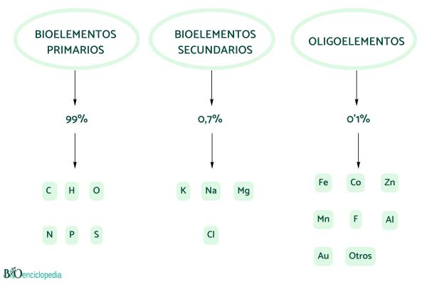 Bioéléments : qu'est-ce que c'est et classification - Types de bioéléments