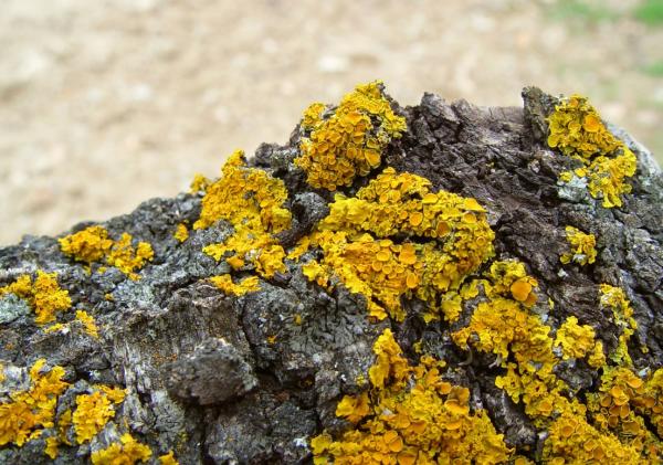 Relations interspécifiques : qu'est-ce qu'elles sont et exemples - Symbiose