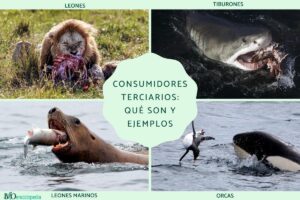 Consommateurs tertiaires : qu’est-ce qu’ils sont et exemples