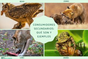 Consommateurs secondaires : qu’est-ce qu’ils sont et exemples