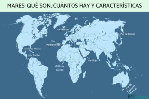 Mers: qu’est-ce qu’elles sont, combien il y en a et caractéristiques