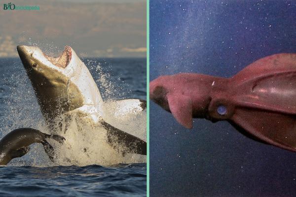 Les océans : qu'est-ce qu'ils sont, combien ils sont et caractéristiques - Animaux des océans