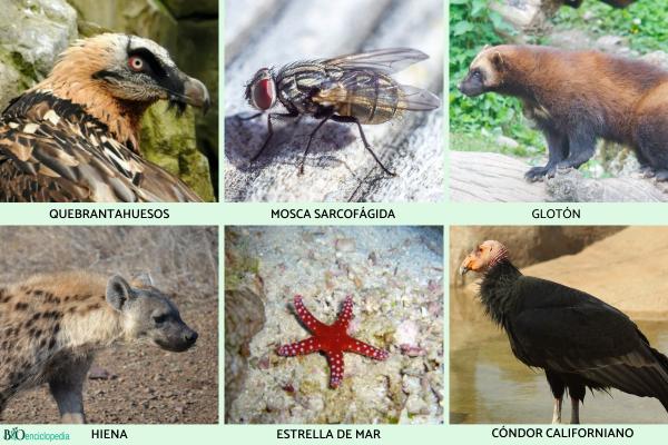 Animaux charognards : qu'est-ce que c'est, caractéristiques et exemples - Exemples d'animaux charognards