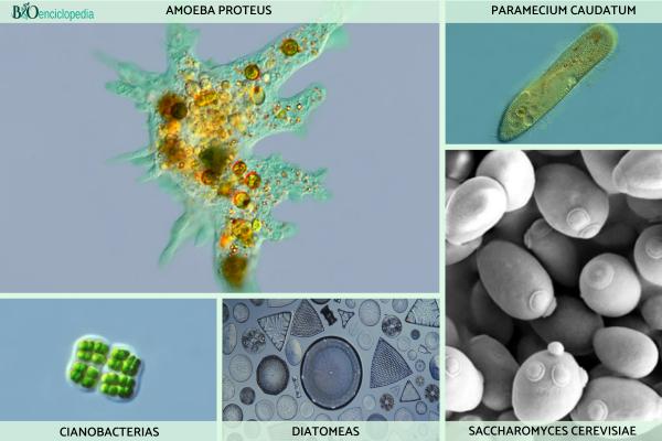 Organismes unicellulaires : qu'est-ce que c'est, caractéristiques et exemples - Exemples d'organismes unicellulaires