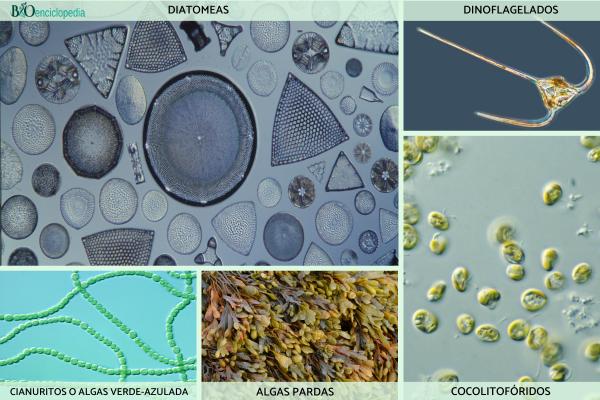 Phytoplancton: qu'est-ce que c'est et exemples - Types de phytoplancton