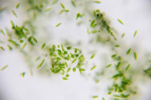 Phytoplancton: qu’est-ce que c’est et exemples
