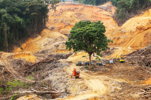 Déséquilibre écologique: qu'est-ce que c'est, causes et conséquences - Conséquences du déséquilibre écologique