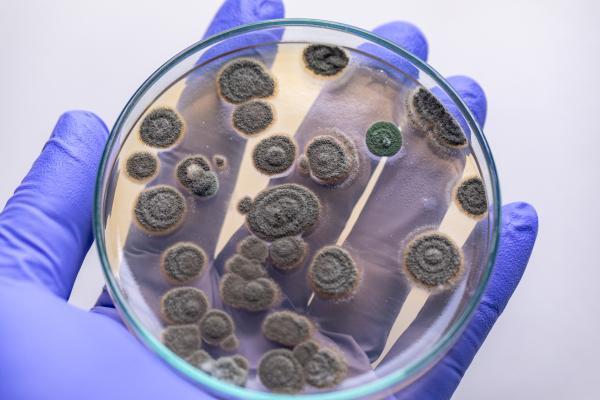 Bioremédiation : qu'est-ce que c'est, types et exemples - Exemples de bioremédiation