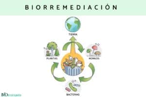Bioremédiation : qu’est-ce que c’est, types et exemples