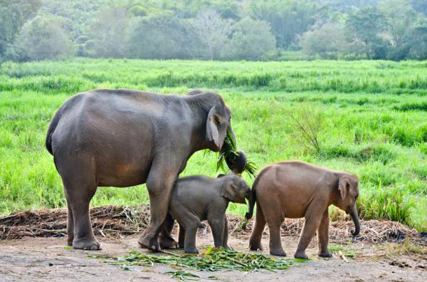 Les fonctions vitales des êtres vivants : ce qu'elles sont et ce qu'elles sont - Reproduction