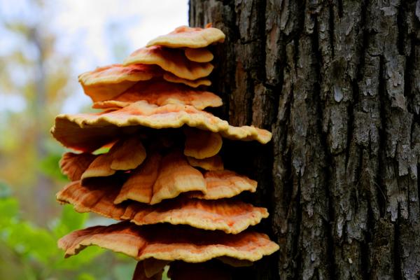 Types et classification des champignons - Classification des champignons
