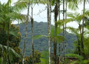Forêts tropicales : caractéristiques, flore et faune