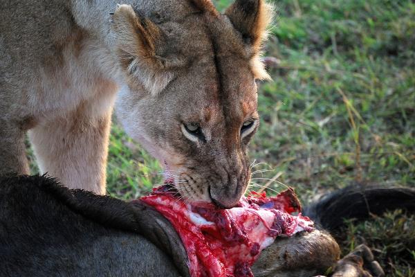 Animaux carnivores : exemples, caractéristiques et types - Que sont les animaux carnivores