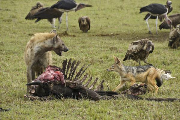 Animaux charognards : qu'est-ce que c'est, caractéristiques et exemples - Caractéristiques des animaux charognards