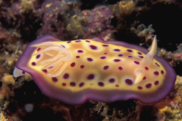 Animaux hermaphrodites : qu'est-ce que c'est, reproduction et exemples - Que sont les animaux hermaphrodites