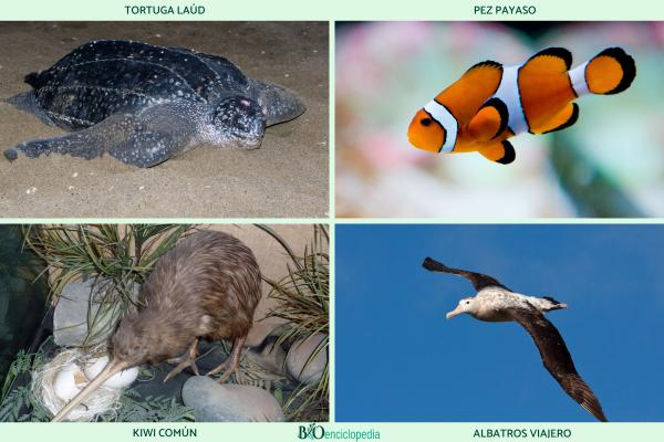Animaux ovipares : qu'est-ce que c'est, caractéristiques, exemples et différences avec les vivipares -