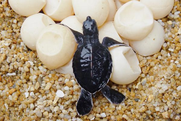 Animaux ovipares : qu'est-ce que c'est, caractéristiques, exemples et différences avec les animaux vivipares - Que sont les animaux ovipares ?