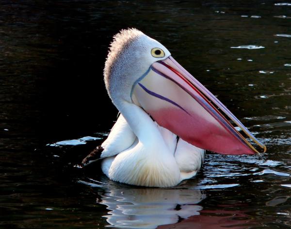 Animaux piscivores : qu'est-ce que c'est et exemples - Pelican