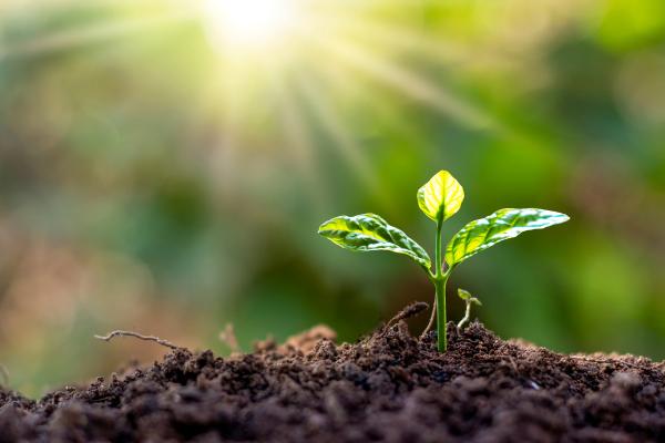 Autotrophes : qu'est-ce que c'est, types et exemples - Que sont les autotrophes