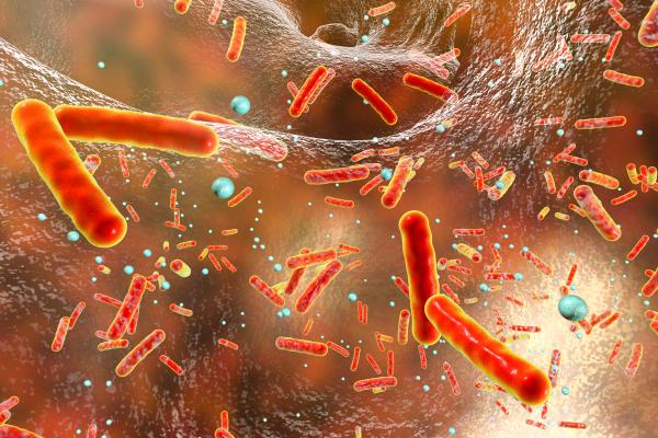 Bactéries : qu'est-ce qu'elles sont, types, caractéristiques, exemples et reproduction - Que sont les bactéries