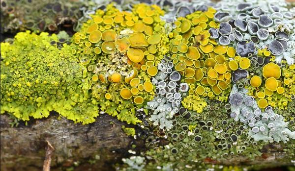 Bioindicateurs : qu'est-ce que c'est, types, exemples et importance - Que sont les bioindicateurs
