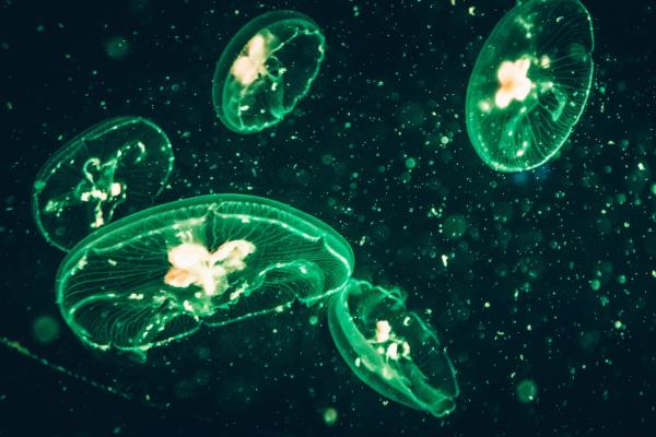 La bioluminescence: qu'est-ce que c'est et les animaux - Qu'est-ce que la bioluminescence