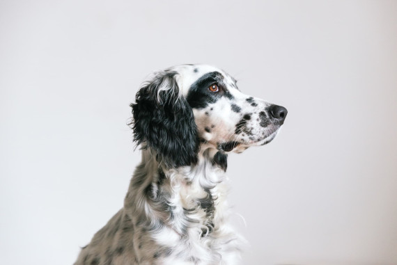 Setter anglais-italien Setter anglais-italien