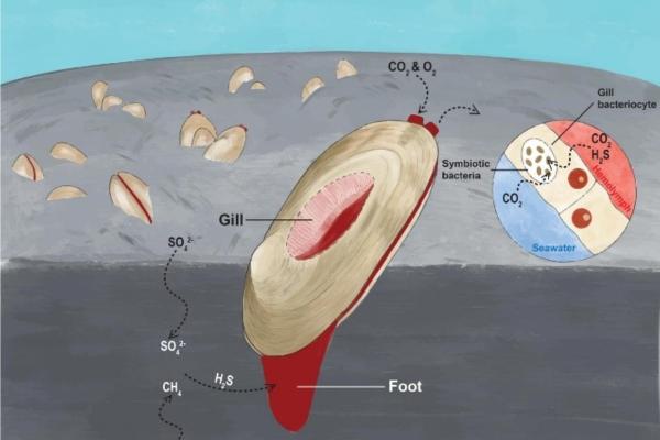 Chimiosynthèse: qu'est-ce que c'est, phases et organismes - Qu'est-ce que la chimiosynthèse