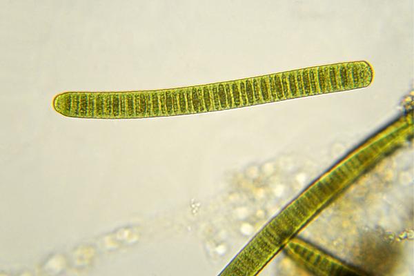 Cyanobactéries : qu'est-ce qu'elles sont, caractéristiques, types et exemples - Que sont les cyanobactéries