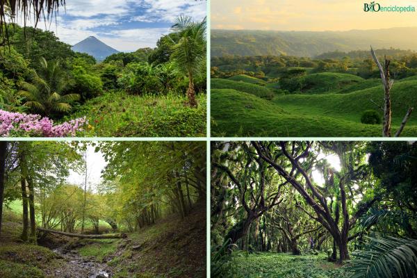 Flore et faune: qu'est-ce que c'est et exemples - Qu'est-ce que la flore et exemples