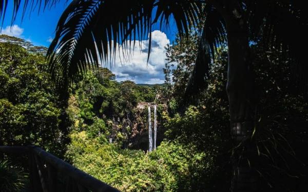 Forêts tropicales : caractéristiques, flore et faune - Caractéristiques de la forêt tropicale