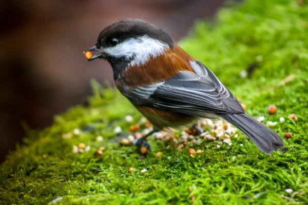 Granivores : qu'est-ce que c'est, caractéristiques et exemples - Types de granivores