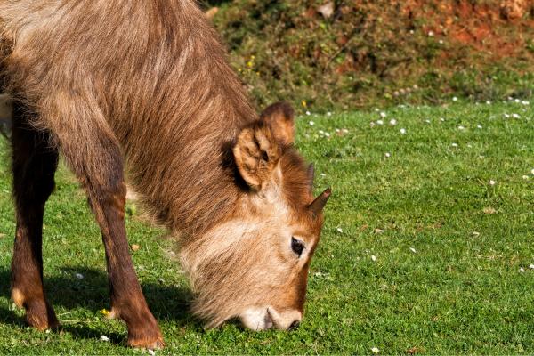 Herbivores : qu'est-ce qu'ils sont, caractéristiques, régime alimentaire, types et exemples - Que sont les herbivores et leur classification