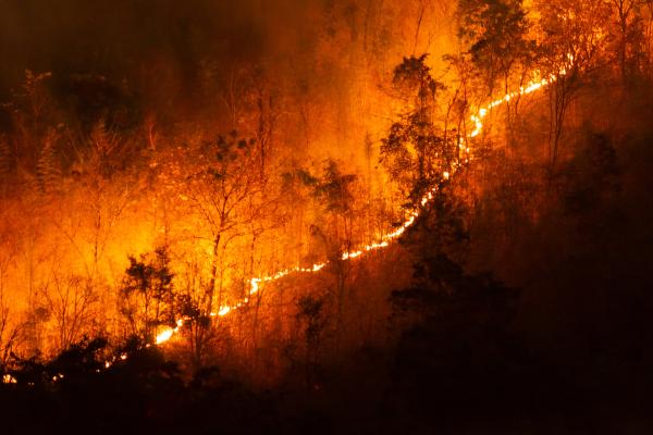 Incendies de forêt : qu'est-ce que c'est, causes et conséquences - Que sont les incendies de forêt