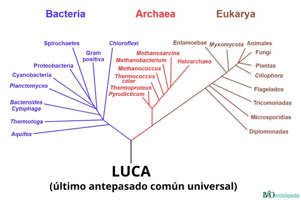 LUCA ou dernier ancêtre commun universel : qu'est-ce que c'est en biologie et à quoi ça ressemblait - Qu'est-ce que LUCA ou dernier ancêtre commun universel