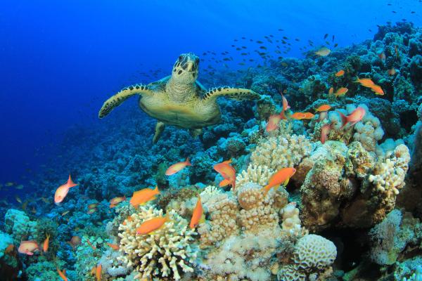 La biodiversité : qu'est-ce que c'est, ses types et pourquoi elle est importante - Qu'est-ce que la biodiversité