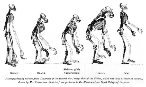 Evolution - Mécanismes d'évolution