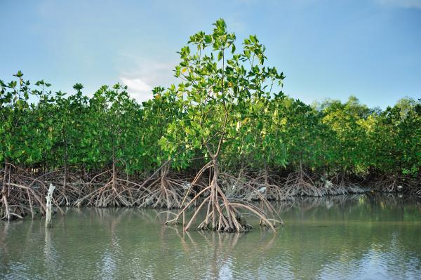 Mangroves : qu'est-ce qu'elles sont, types, flore et faune - Que sont les mangroves et leurs caractéristiques