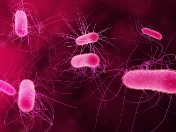 Organismes unicellulaires : qu'est-ce qu'ils sont, caractéristiques et exemples - Que sont les organismes unicellulaires et leur importance