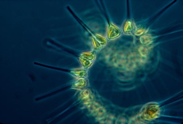 Le phytoplancton : qu'est-ce que c'est et exemples - Qu'est-ce que le phytoplancton