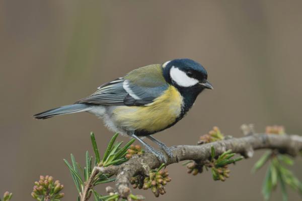 Prédateurs processionnaires - Mésange charbonnière (Parus major)