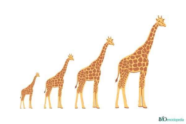 Théorie de Lamarck : qu'est-ce que c'est, importance et exemple - Qu'est-ce que la théorie et l'importance de Lamarck