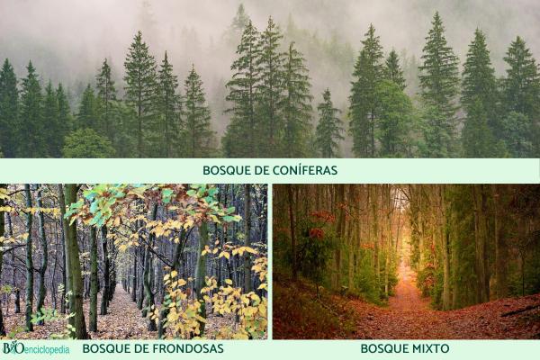 Types de forêts - Types de forêts selon leur végétation