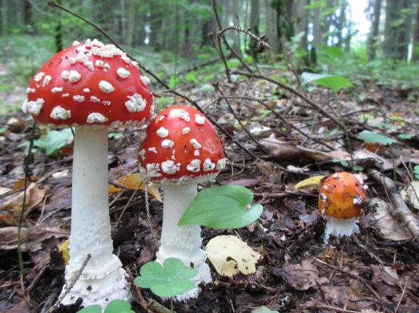 Types et classification des champignons - Caractéristiques des champignons