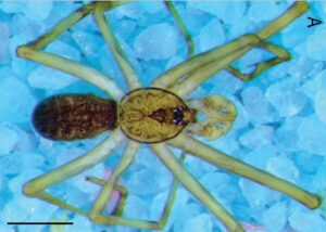 « Une autre araignée dans le mur » : découverte de l’araignée de Pink Floyd qui chasse des proies géantes