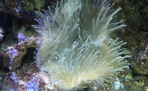 Zooxanthelles : qu'est-ce qu'elles sont, symbiose et cycle de vie - Que sont les zooxanthelles